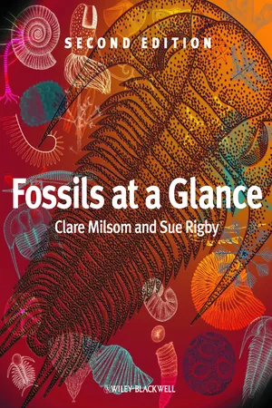 Fossils at a Glance