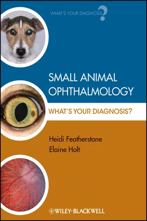 Small Animal Ophthalmology