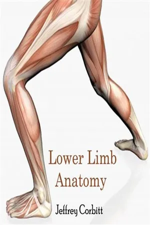 Lower Limb Anatomy