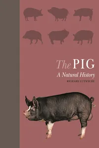 The Pig_cover