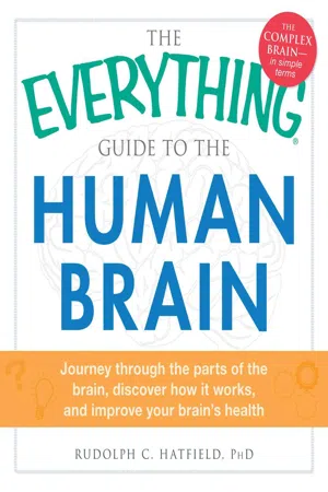 The Everything Guide to the Human Brain