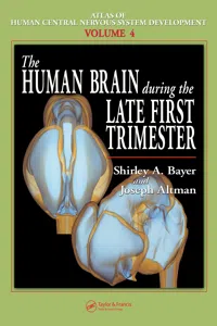 The Human Brain During the Late First Trimester_cover