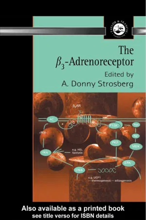 β3 Adrenoreceptor