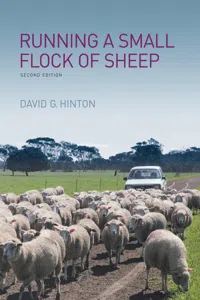Running a Small Flock of Sheep_cover