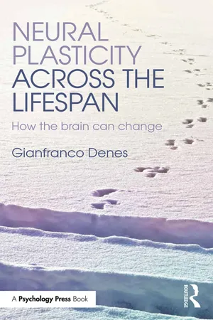 Neural Plasticity Across the Lifespan