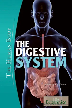 The Digestive System