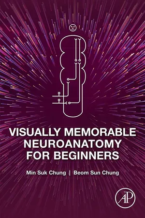 Visually Memorable Neuroanatomy for Beginners