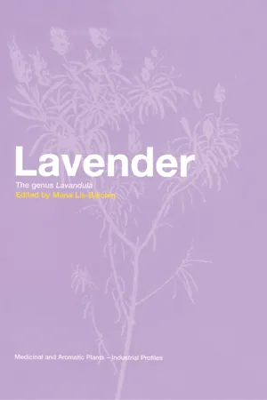 Lavender