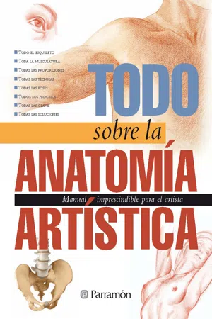 Todo sobre la anatomía artística