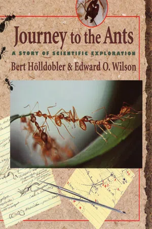 Journey to the Ants
