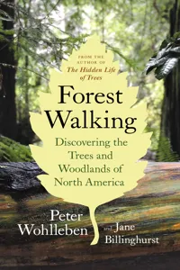 Forest Walking_cover