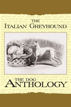 The Italian Greyhound: A Dog Anthology