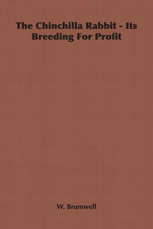 The Chinchilla Rabbit - Its Breeding For Profit