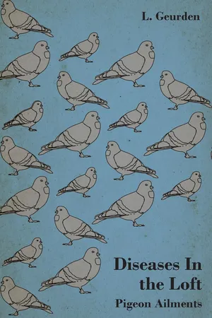 Diseases In the Loft - Pigeon Ailments