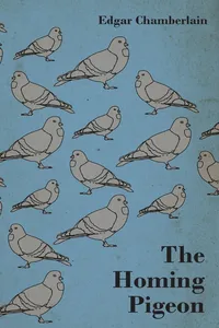 The Homing Pigeon_cover
