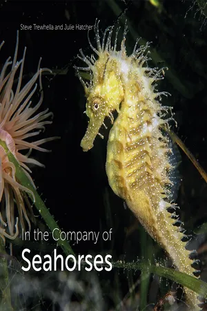 In the Company of Seahorses