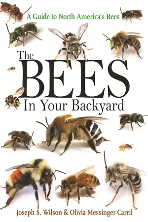 The Bees in Your Backyard