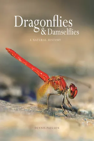 Dragonflies and Damselflies