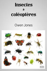 Insectes Et Coléoptères_cover