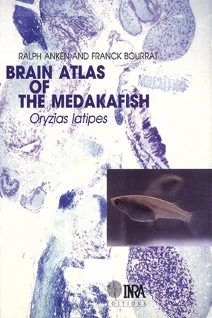 Brain atlas of the medakafish