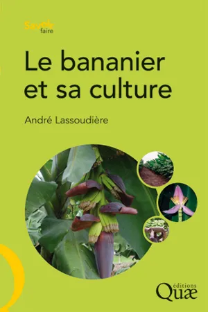 Le bananier et sa culture