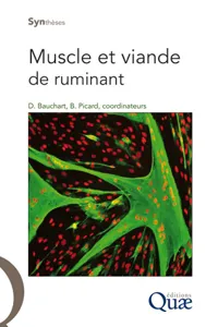 Muscle et viande de ruminant_cover