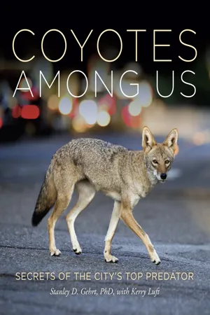 Coyotes Among Us