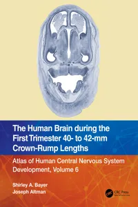 The Human Brain during the First Trimester 40- to 42-mm Crown-Rump Lengths_cover