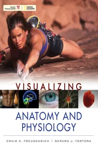 Visualizing Anatomy and Physiology_cover