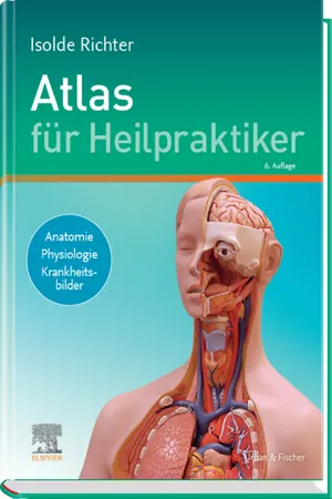 Atlas für Heilpraktiker