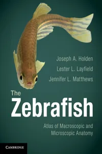 The Zebrafish_cover