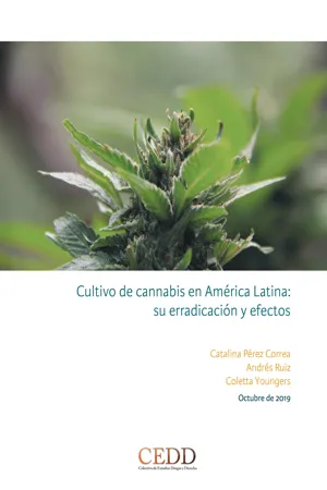 Cultivo de cannabis en América Latina, su erradicación y efectos