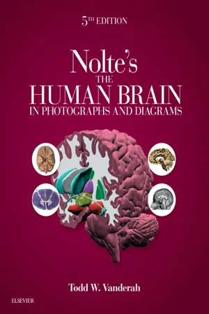 Nolte's The Human Brain in Photographs and Diagrams E-Book