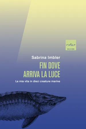 Fin dove arriva la luce