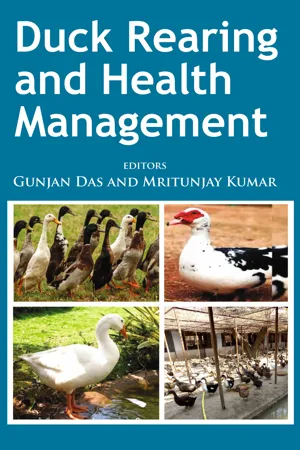 Duck Rearing and Health Management