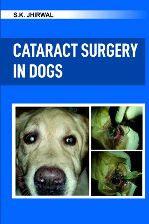 Cataract Surgery in Dogs