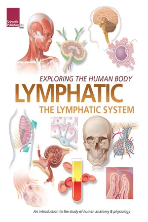 Exploring the Human Body:
Lymphatic System