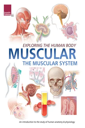 Exploring the Human Body:
Muscular System