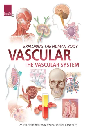 Exploring the Human Body:
Vascular System