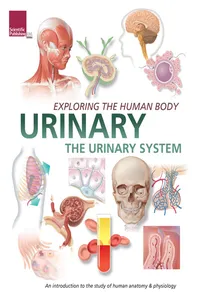 Exploring the Human Body: Urinary System_cover