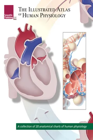 The Illustrated Atlas of Human Physiology