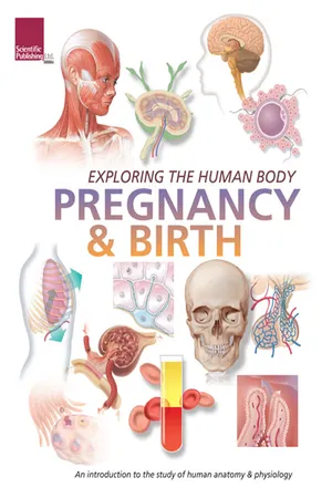 Exploring the Human Body:
Pregnancy and Birth