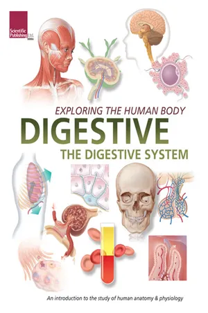 Exploring the Human Body:
Digestive System