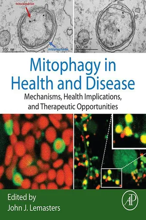 Mitophagy in Health and Disease
