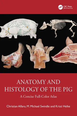 Anatomy and Histology of the Pig
