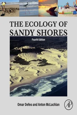 The Ecology of Sandy Shores