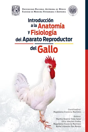 Introducción a la anatomía y fisiología del aparato reproductor del gallo