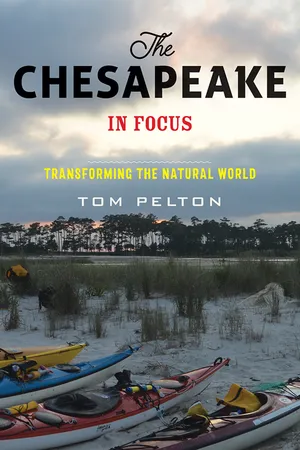 The Chesapeake in Focus
