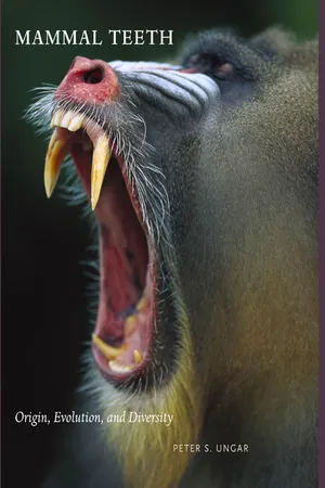 Mammal Teeth