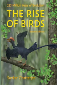 The Rise of Birds_cover